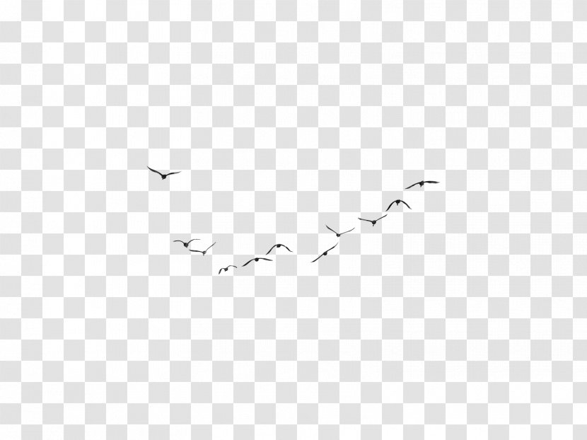 Bird Migration Wing Flock White - Beak - Zhongjing Tree Transparent PNG