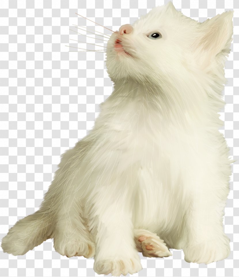 Turkish Van Angora Persian Cat Norwegian Forest Whiskers - Oriental Longhair - Kitten Transparent PNG
