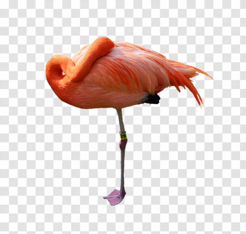 Flamingo Stock Photography - Water Bird Transparent PNG