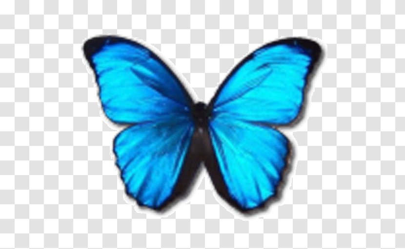 Butterfly Menelaus Blue Morpho Blue-banded - Invertebrate Transparent PNG