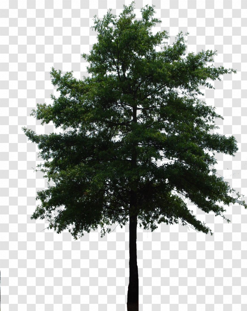 Branch Tree Fir Evergreen Arecaceae Transparent PNG