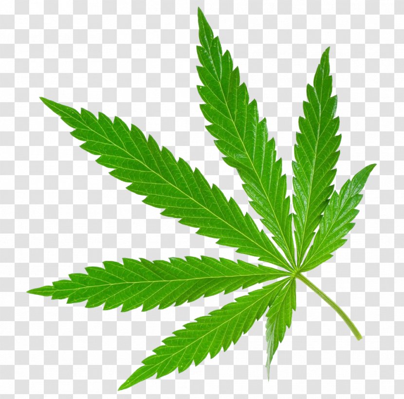 Medical Cannabis Sativa - Hemp Transparent PNG