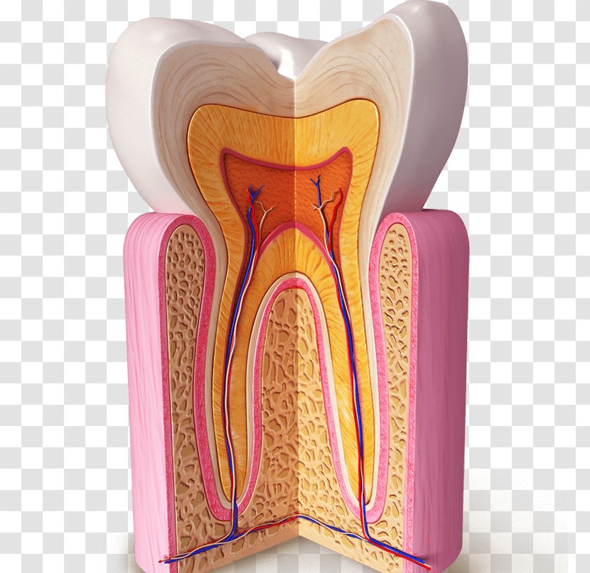 Human Tooth Dental Anatomy Homo Sapiens Dentin - Watercolor - Heart Transparent PNG