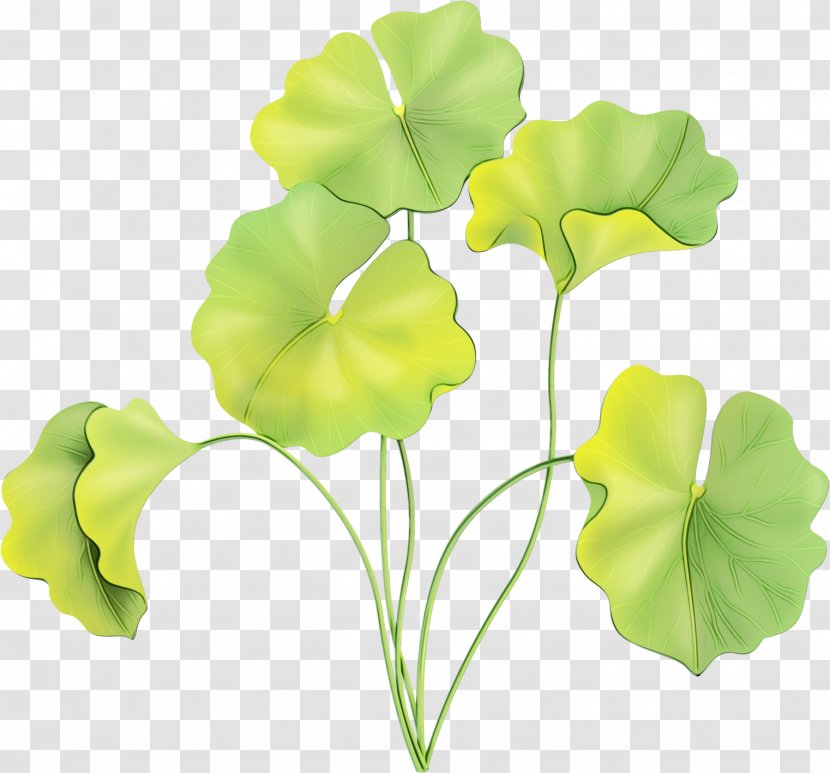 Petal Cut Flowers Plant Stem Leaf Plants - Arum Family Artificial Flower Transparent PNG