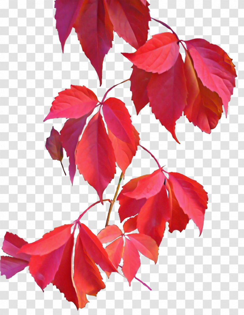 Flowering Plant Leaf Tree Red - Deciduous Twig Transparent PNG