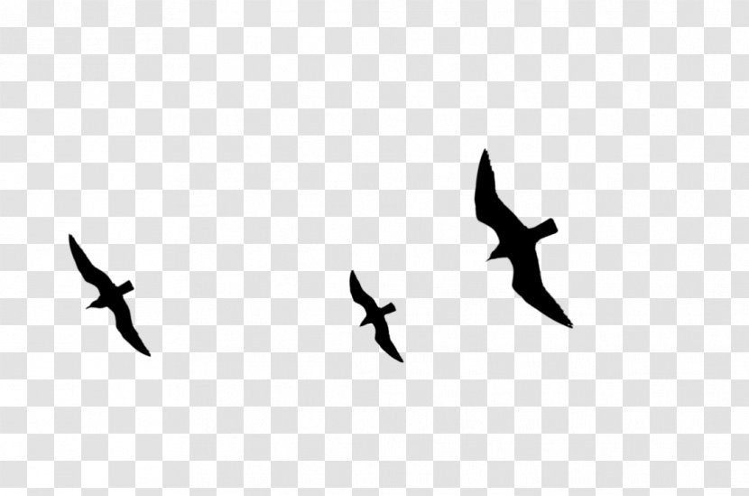 Bird Migration Beak Wing Font - Seabird Transparent PNG