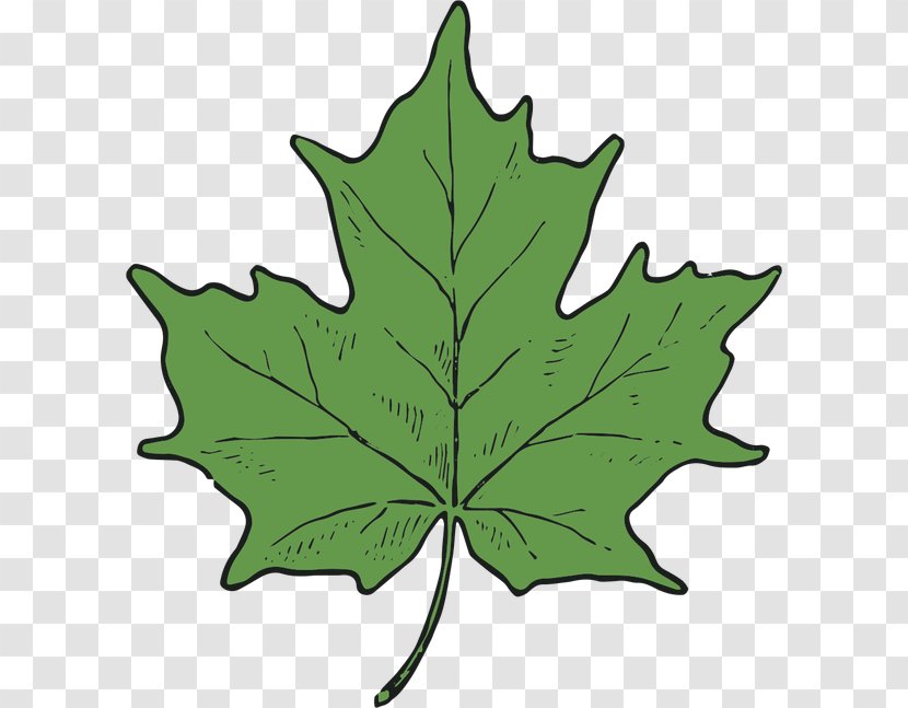 Maple Leaf Tree Plant Stem - Sunflower Transparent PNG