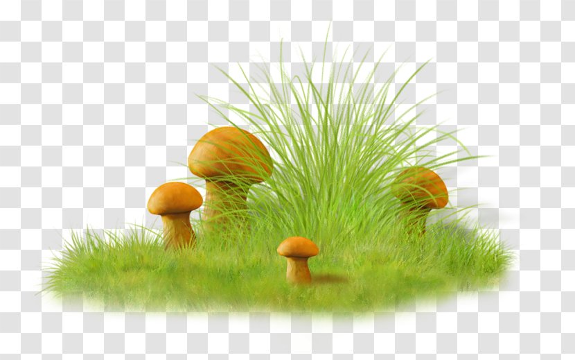 Spring Bulgaria Image Mushroom - Cereal - Organism Transparent PNG