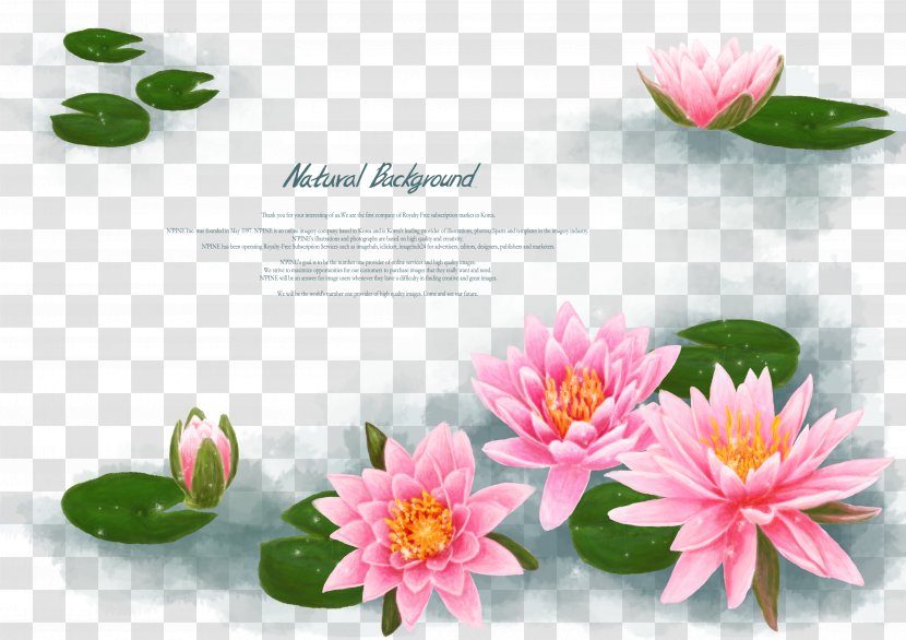 Le Bassin Aux Nymphxe9as Egyptian Lotus Nelumbo Nucifera Flower Wallpaper - Floristry - China Wind Creative Background Pond Transparent PNG