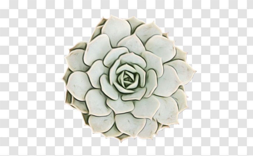 Cactus Et Succulentes Molded Wax Agave Succulent Plant Echeveria Elegans - Flowering Transparent PNG