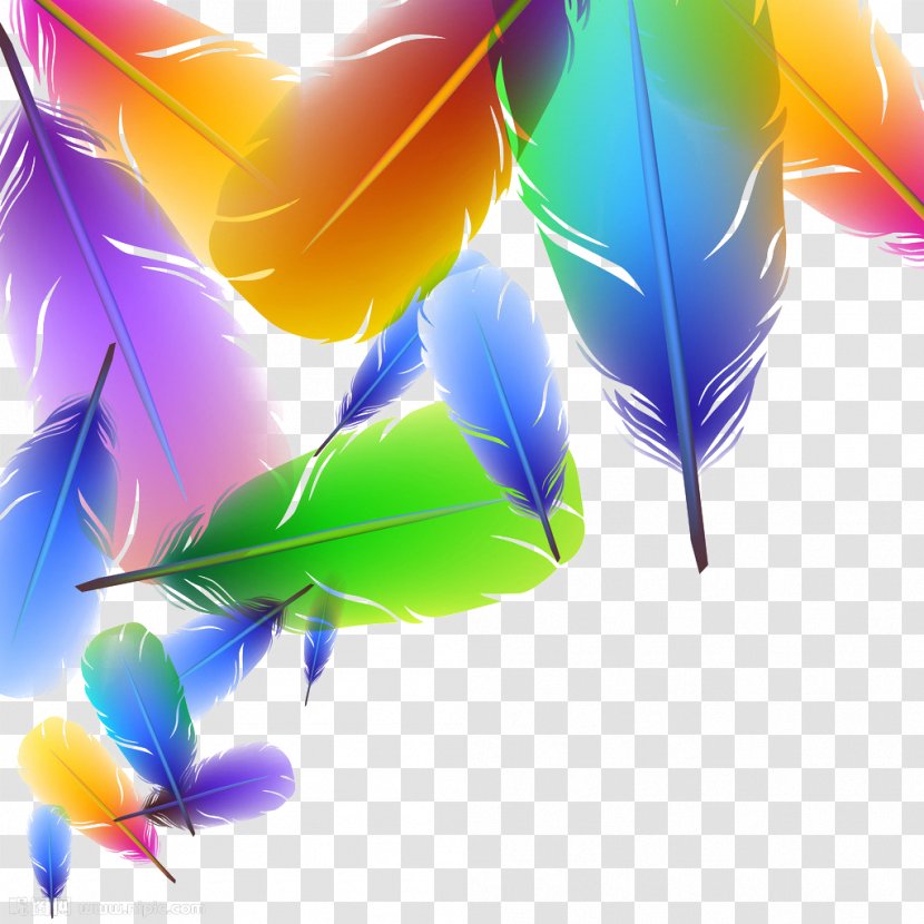 Feather Color Euclidean Vector Illustration Transparent PNG