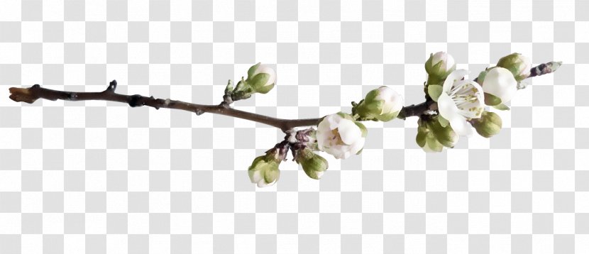Twig Peach Branch - Plant - Free Image Pull Twigs Transparent PNG