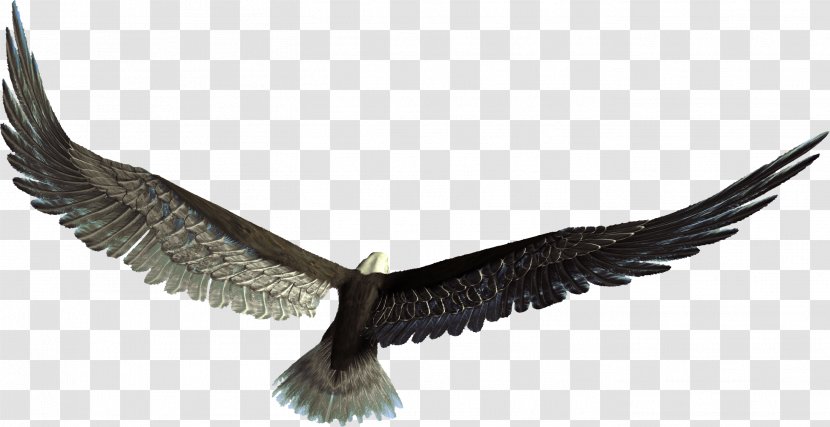 Bird Of Prey Feather Wing Eagle Transparent PNG