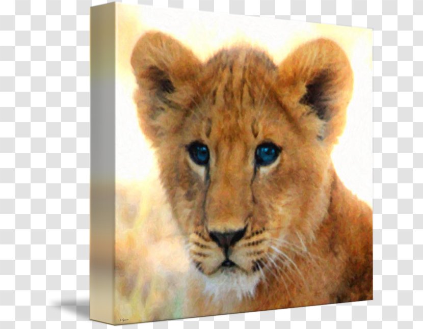 Cougar East African Lion Baby Lions Leopard Cubs - Dance Transparent PNG