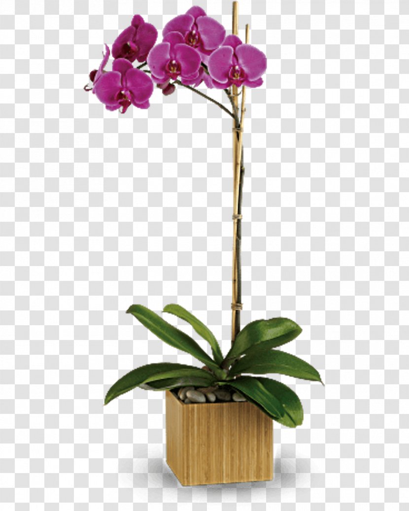 Moth Orchids Flower Floristry Teleflora - Purple Orchid Transparent PNG
