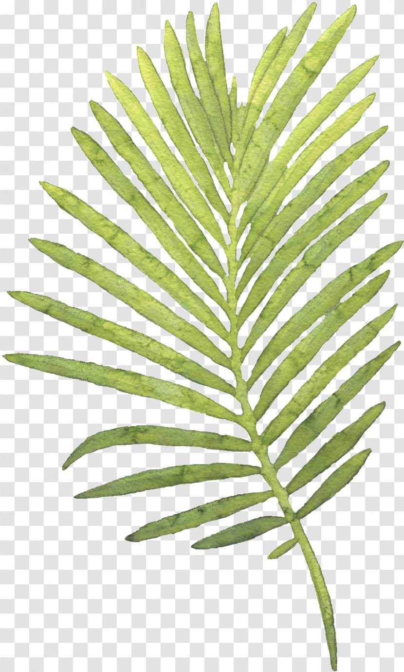 Palm Trees Watercolor Painting Leaf - Botany Transparent PNG