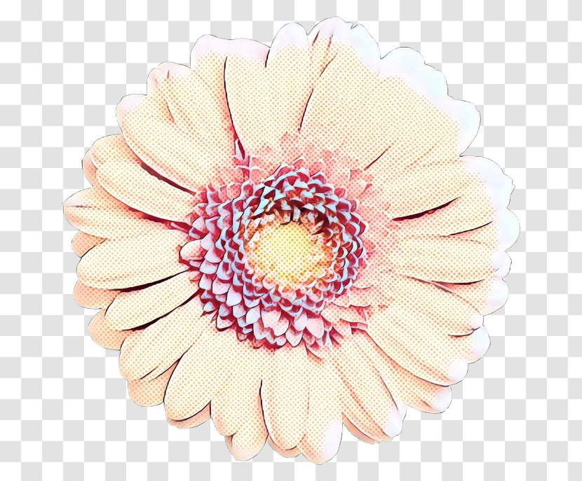 Transvaal Daisy Cut Flowers Chrysanthemum - Pink - Flowering Plant Transparent PNG
