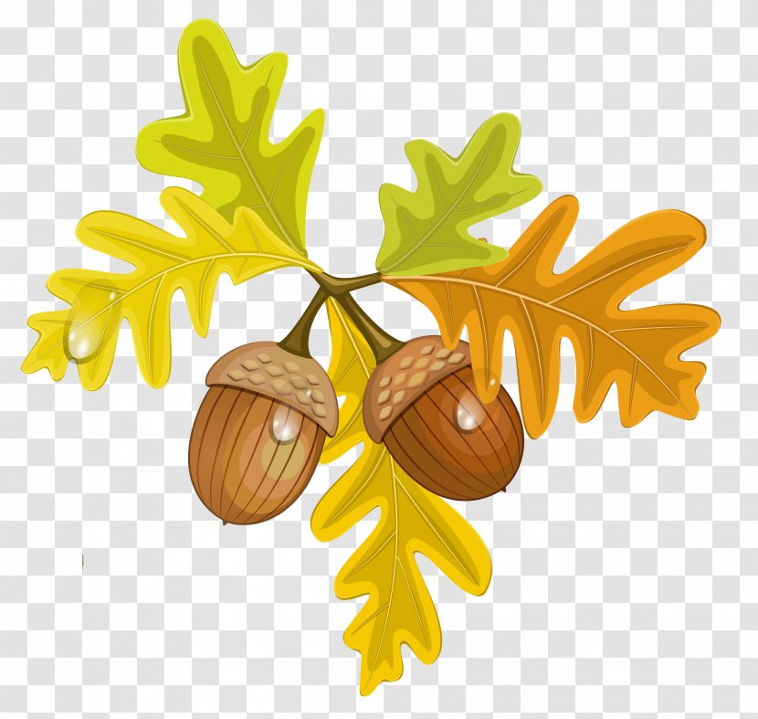 Acorn Autumn Leaf Clip Art Transparent PNG