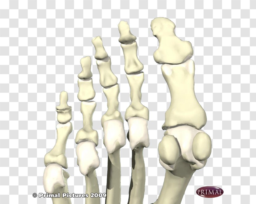 Finger Sesamoid Bone Foot First Metatarsal - Bones - Skeleton Transparent PNG
