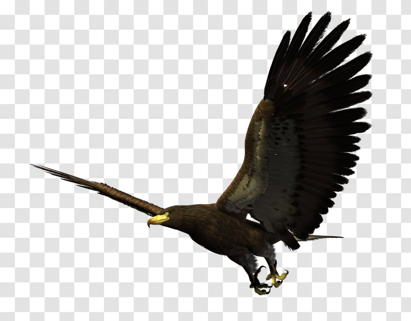 Bald Eagle Bird Golden Transparent PNG