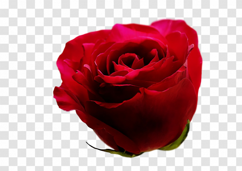 Garden Roses Transparent PNG