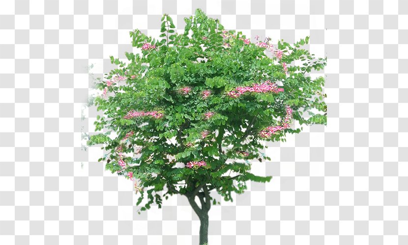 Bauhinia Xd7 Blakeana Tree Clip Art - Shrub - Flower Transparent PNG