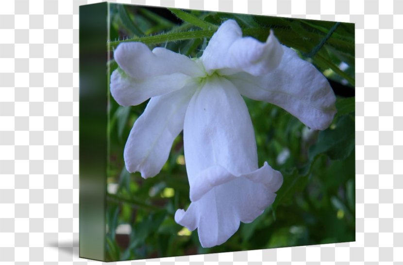 Petal Wildflower Herbaceous Plant - Campanula Transparent PNG