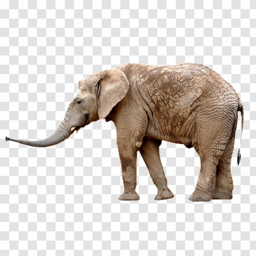 African Elephant Asian Stock Photography Stock.xchng - Circus - Simple Transparent PNG