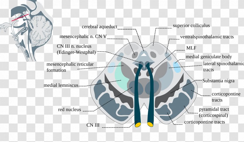 Brainstem Midbrain Substantia Nigra Blood - Watercolor - Brain Transparent PNG