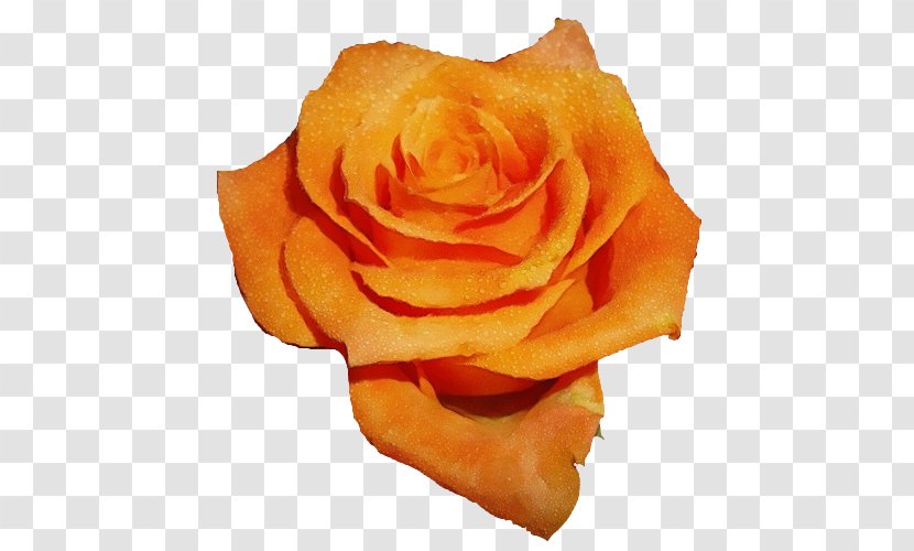 Garden Roses - Orange - Plant Floribunda Transparent PNG