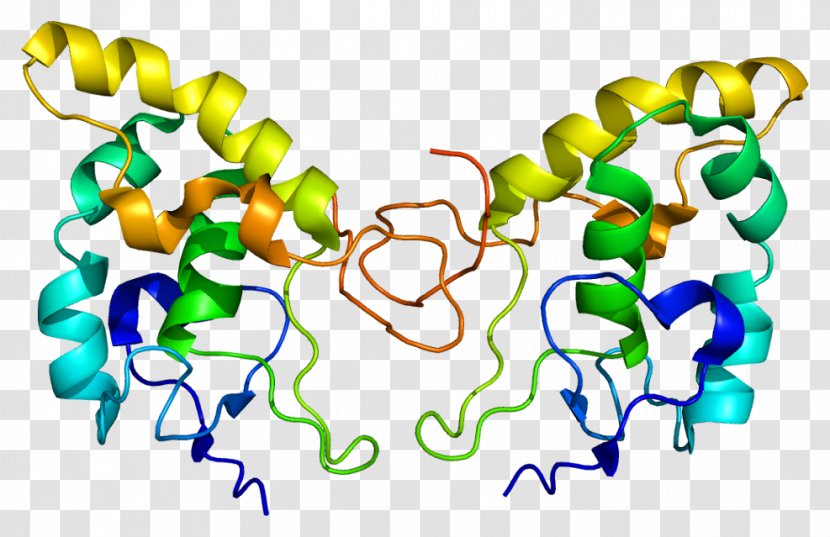 FZD8 Frizzled Protein Gene Function - Frame - Heart Transparent PNG