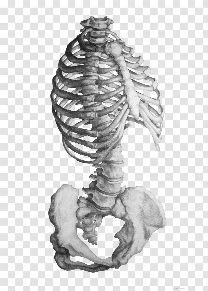 Rhode Island School Of Design Anatomy Human Skeleton Drawing - Homo Sapiens - Gray Sketch Transparent PNG