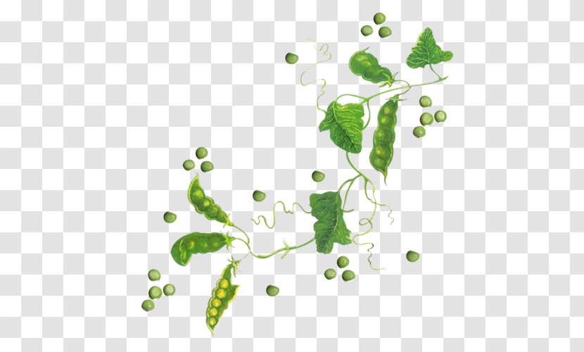 Grape Leaf Plant Stem - Flora Transparent PNG