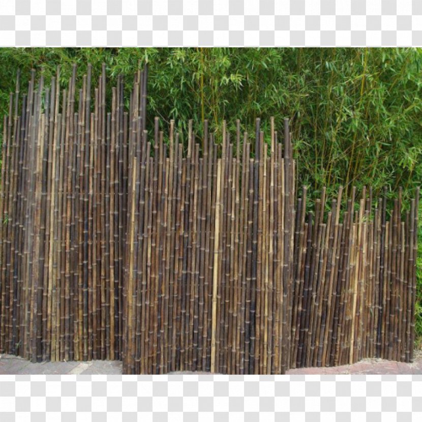 Picket Fence Tropical Woody Bamboos Phyllostachys Nigra Garden - Landscape Design Transparent PNG