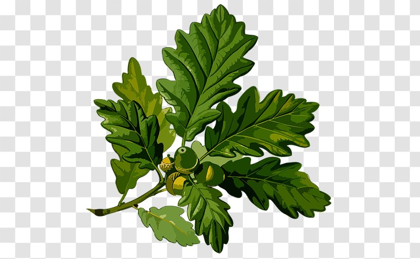 English Oak Sessile Acorn Botanical Illustration Botany Transparent PNG