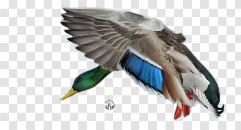Mallard Duck Bird Cygnini Desktop Wallpaper - Waterfowl Transparent PNG