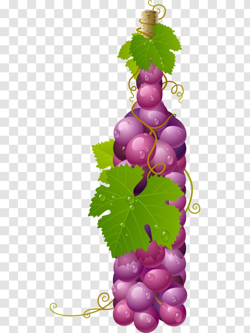 Wine Alicante Bouschet Grape Vector Graphics Clip Art Transparent PNG