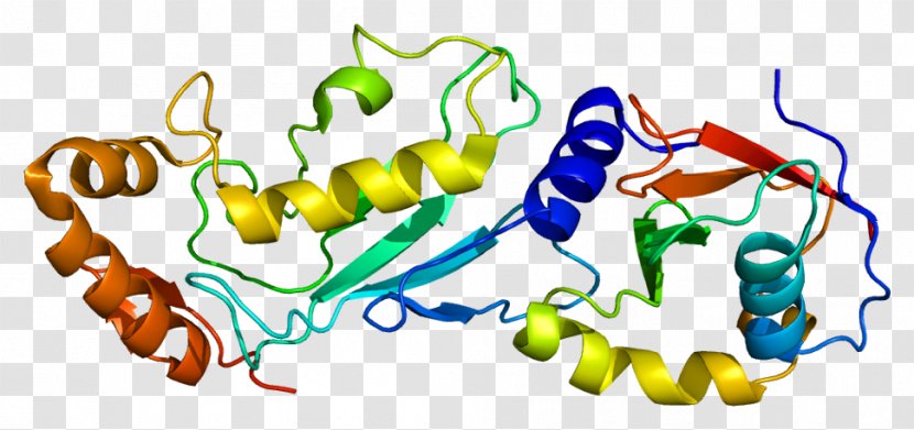 UBE2M Protein Copine Ubiquitin-conjugating Enzyme NEDD8 - Tree - Heart Transparent PNG