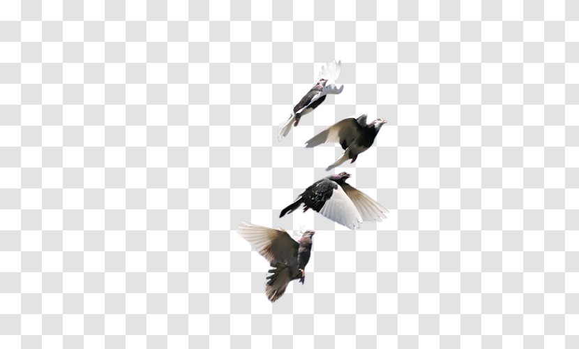 Bird Rock Dove Homing Pigeon 和平鴿 Feather - Photography Transparent PNG
