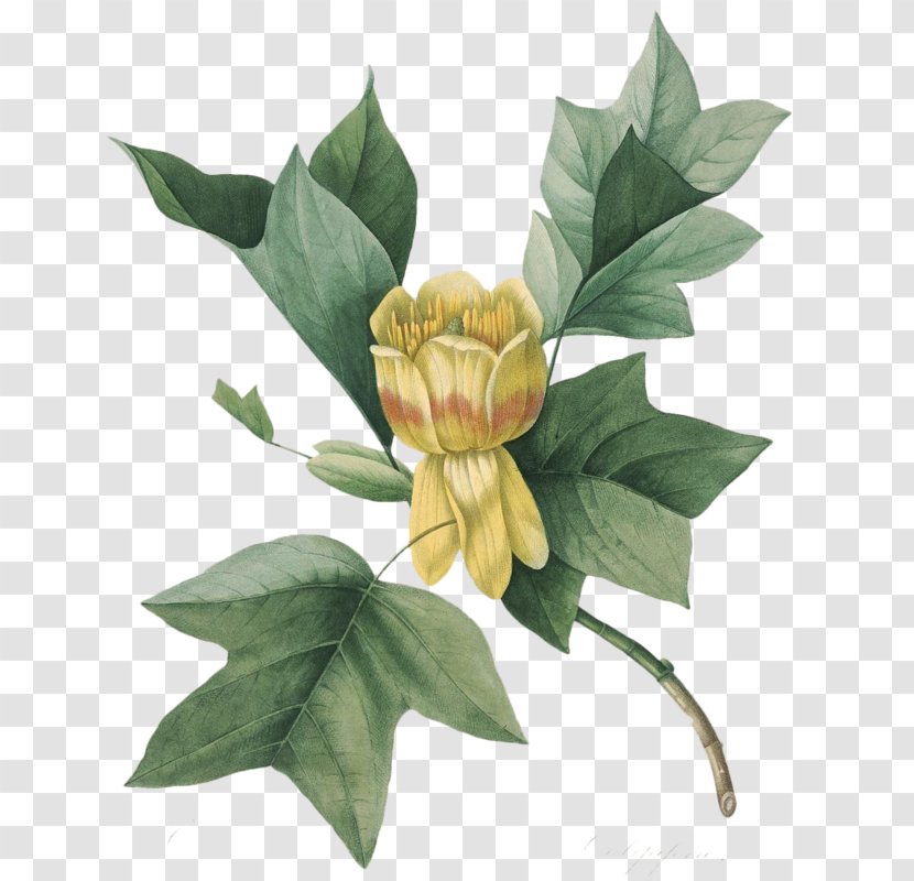 Tulip Tree Botanical Illustration Botany Choix Des Plus Belles Fleurs - Magnolia Family Transparent PNG