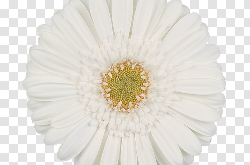 Common Daisy Transvaal Chrysanthemum Flower Floral Design - Chrysanths Transparent PNG