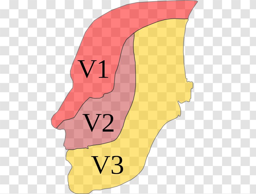 Trigeminal Nerve Dermatome Neuralgia Ophthalmic - Tree - Cranial Transparent PNG