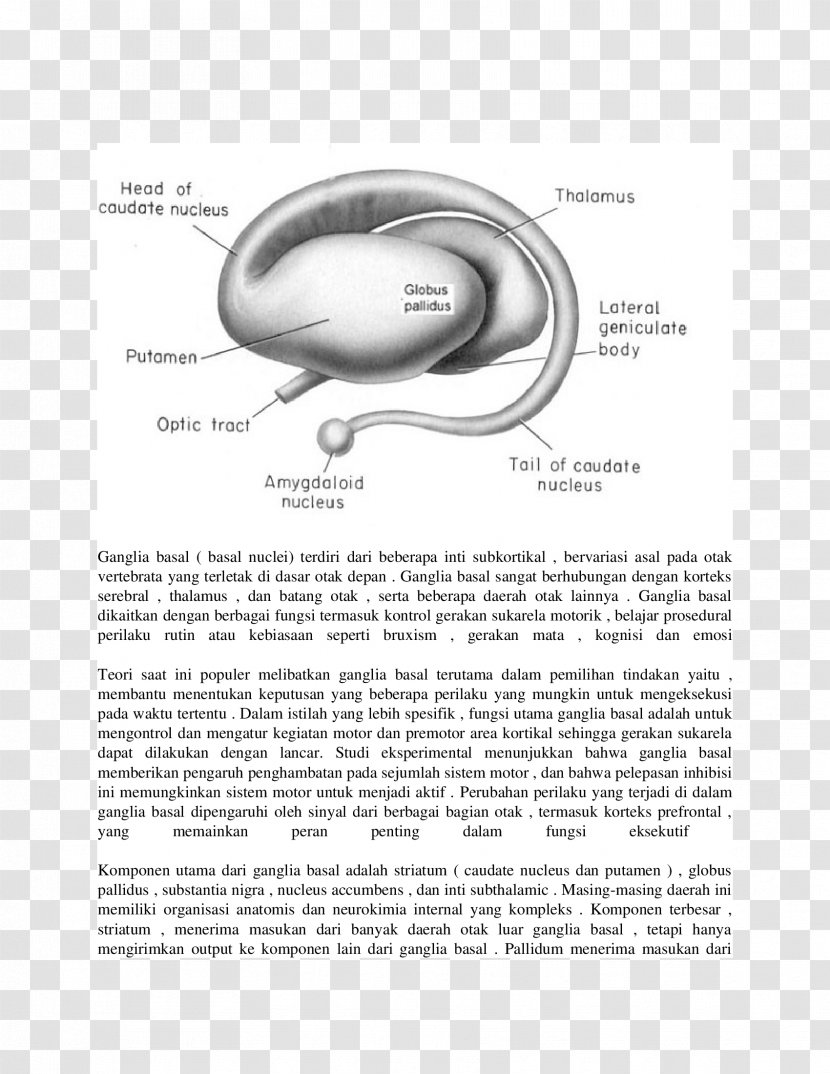 Basal Ganglia Striatum Globus Pallidus Caudate Nucleus - Watercolor Transparent PNG