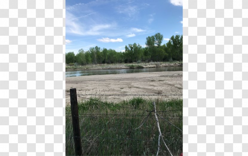 Ecosystem Real Estate Plant Community Wetland - Land Lot - Dry Transparent PNG