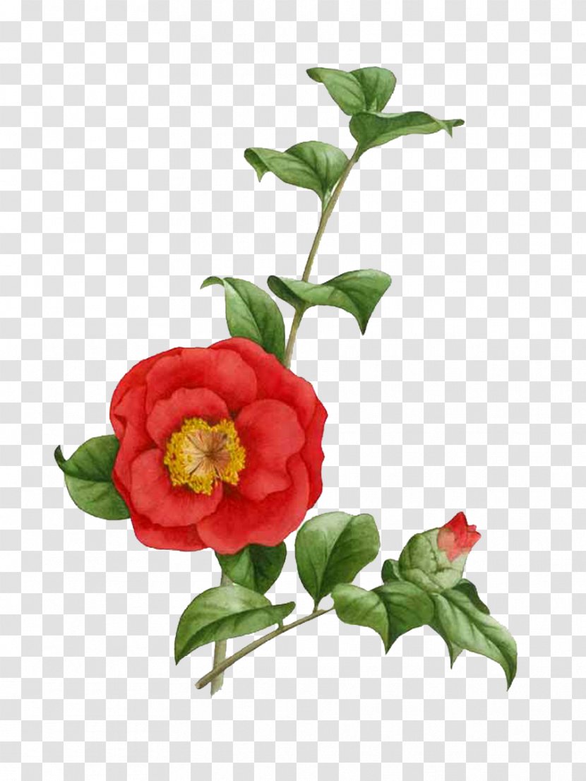 Japanese Camellia Tea Seed Oil The Best Camellias Painting Flower - Floral Design Transparent PNG