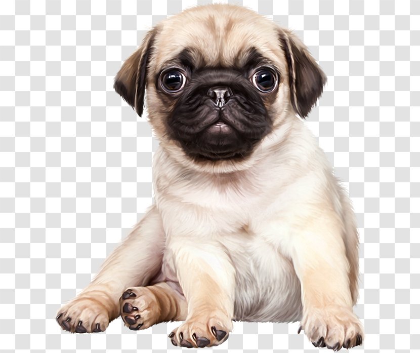 Puppy French Bulldog Pug Pet - Snout Transparent PNG