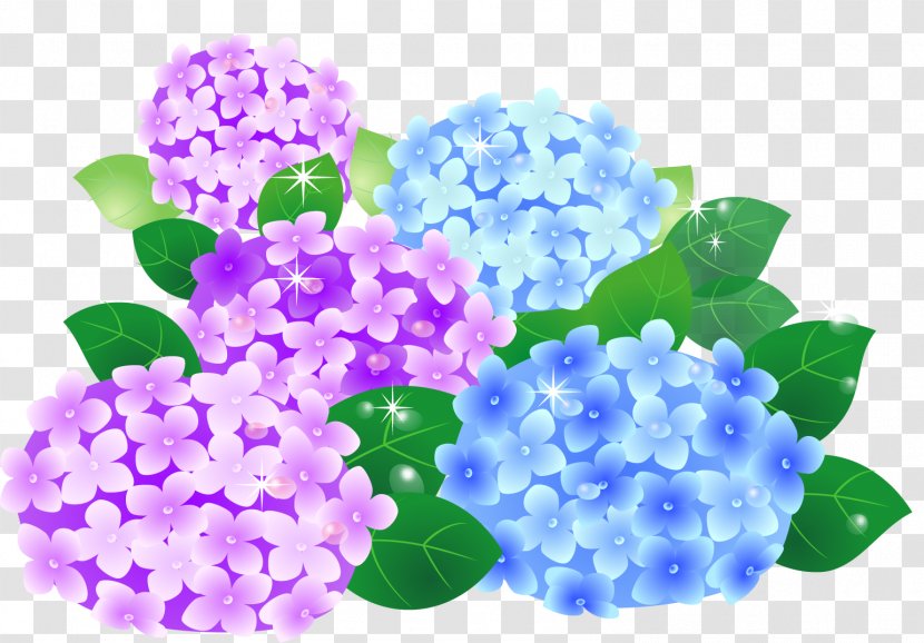 鎌倉カルツォーネ French Hydrangea Nagasakibana Resort Camping Ground June 旬 Transparent PNG