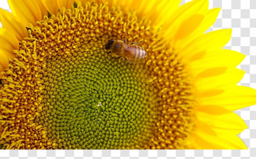 Common Sunflower Bud Seed Gold - Bee On Transparent PNG
