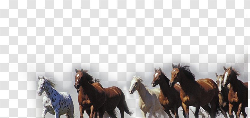 Horse Pony High-definition Television Display Resolution Wallpaper - Highdefinition - Running Pattern Material Transparent PNG
