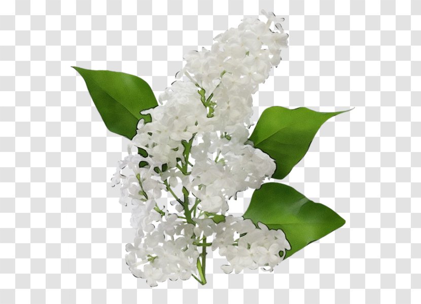 Flower White Plant Flowering Leaf - Petal Vase Transparent PNG